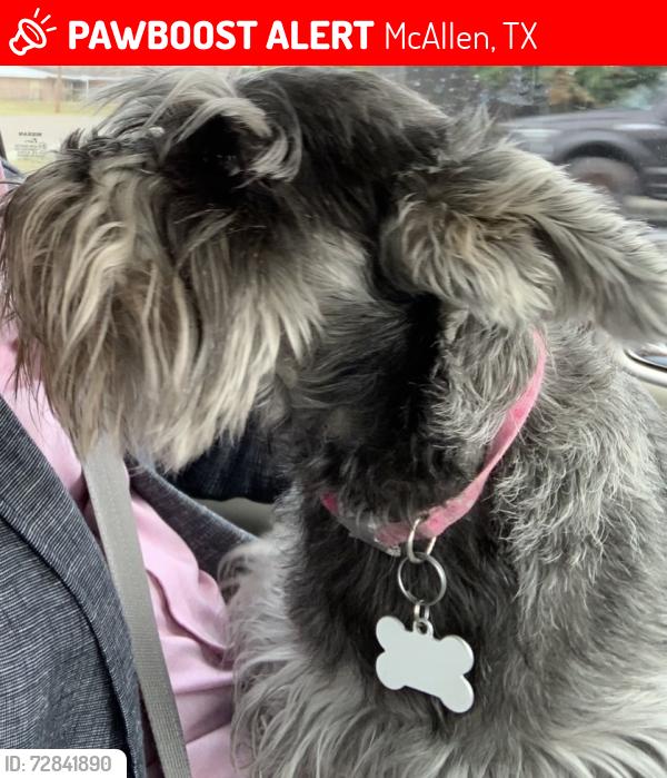 Lost Male Dog last seen Nolana st, McAllen, TX 78504