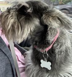 Lost Male Dog last seen Nolana st, McAllen, TX 78504