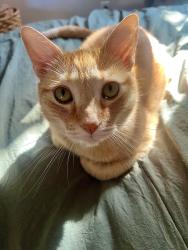 Lost Male Cat last seen Daphne and dahlia ave north of holly dr, Palm Beach Gardens, FL 33410