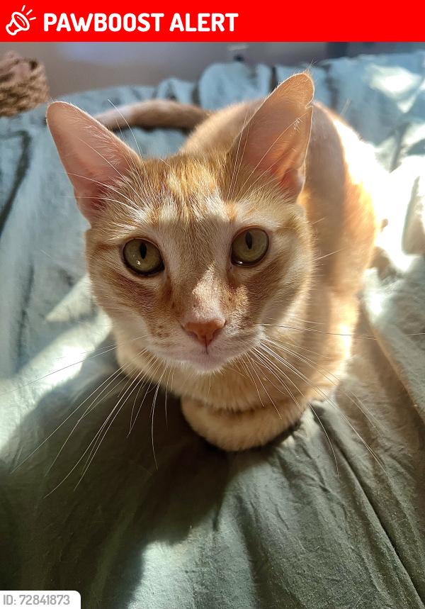 Lost Male Cat last seen Daphne and dahlia ave north of holly dr, Palm Beach Gardens, FL 33410