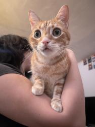 Lost Male Cat last seen Hidden Hills apmts , Vista, CA 92083
