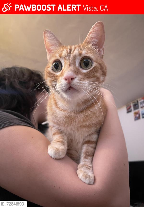 Lost Male Cat last seen Hidden Hills apmts , Vista, CA 92083