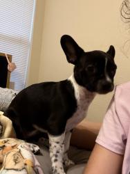Lost Female Dog last seen Near deer point drive, Spring, TX 77389