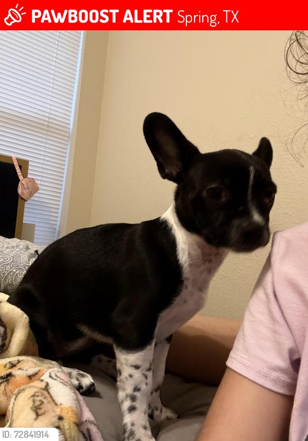 Lost Female Dog last seen Near deer point drive, Spring, TX 77389