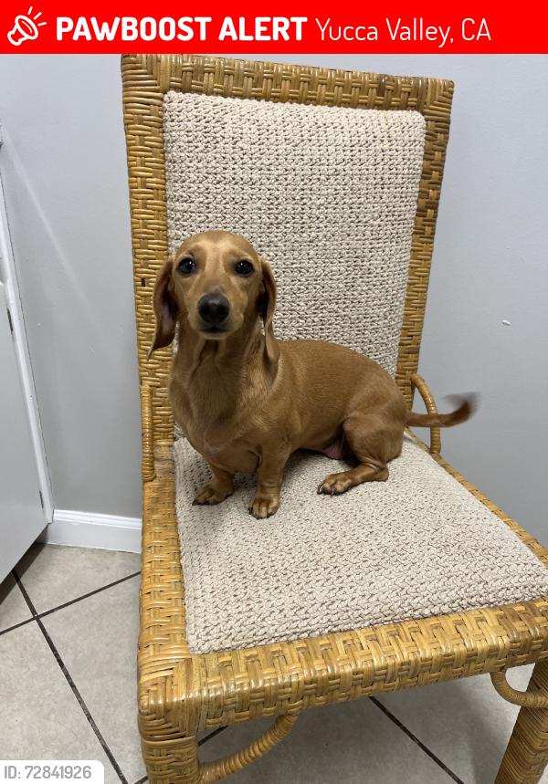 Lost Female Dog last seen Mohawk Trl, Yucca Valley, CA 92284