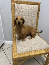 Lost Female Dog last seen Mohawk Trl, Yucca Valley, CA 92284