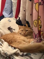 Lost Male Cat last seen Near Tilbrook dr houston ,tx77038, Houston, TX 77038