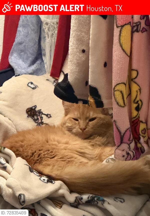 Lost Male Cat last seen Near Tilbrook dr houston ,tx77038, Houston, TX 77038