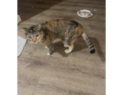 Lost Female Cat last seen Near gateway street apmt 99, Springfield, OR 97477