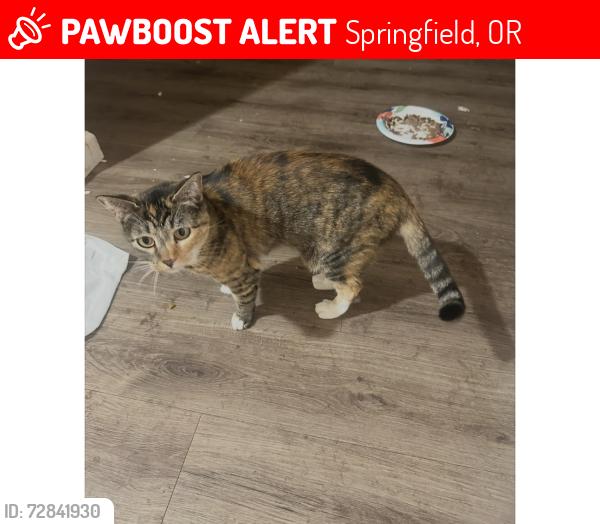 Lost Female Cat last seen Near gateway street apmt 99, Springfield, OR 97477