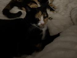 Lost Female Cat last seen Near london st, San Francisco, CA 94112