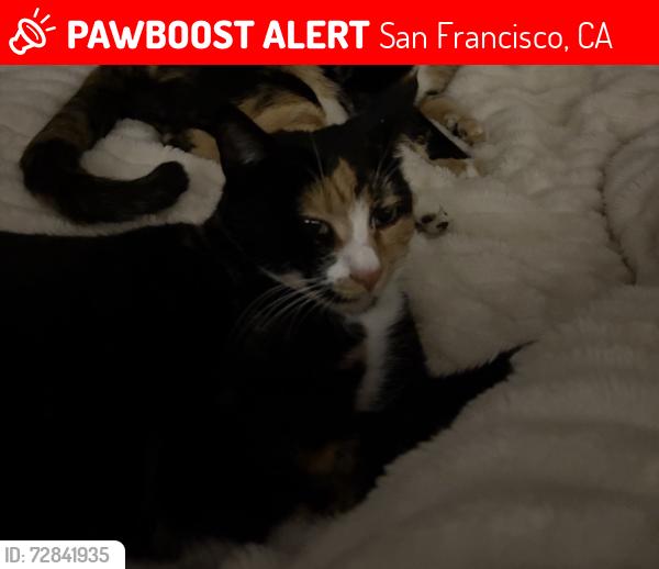 Lost Female Cat last seen Near london st, San Francisco, CA 94112