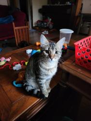 Lost Female Cat last seen Wells Street, Nacogdoches, TX 75964