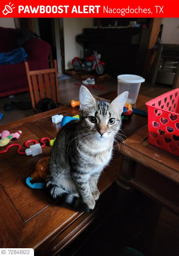Lost Female Cat last seen Wells Street, Nacogdoches, TX 75964