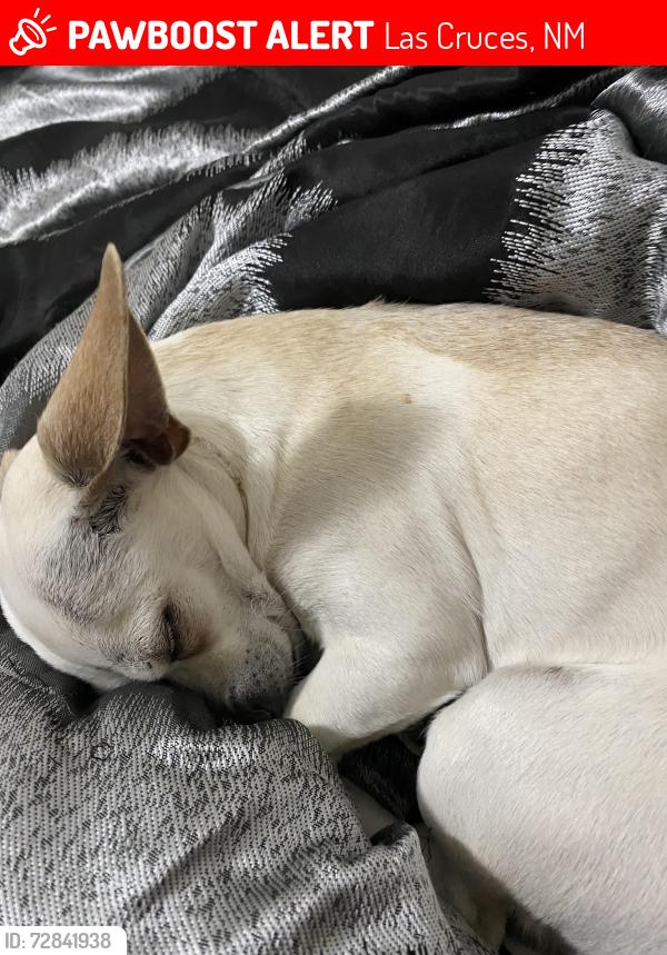 Lost Male Dog last seen la Artura , Las Cruces, NM 88011