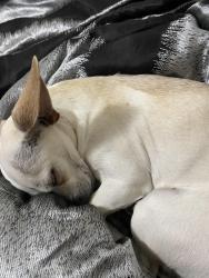 Lost Male Dog last seen la Artura , Las Cruces, NM 88011