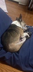Lost Male Dog last seen Center Hill Market, Lexington, AL 35648