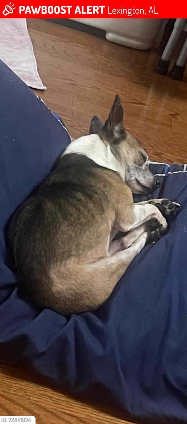 Lost Male Dog last seen Center Hill Market, Lexington, AL 35648