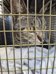 Shelter Stray Female Cat last seen Near BLOCK LILLITA CT, San Antonio, TX 78227