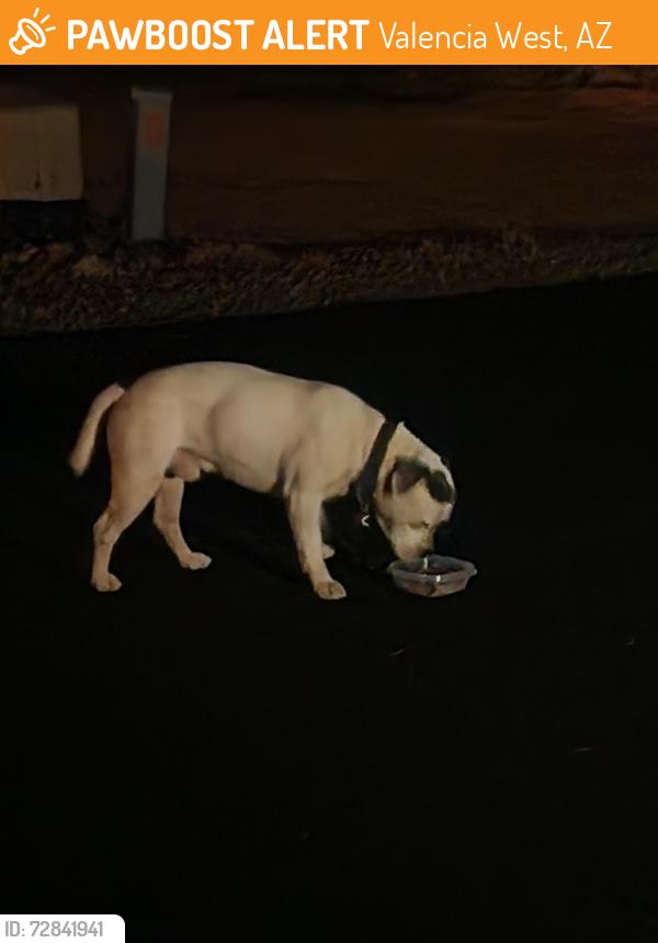 Found/Stray Male Dog last seen West Vaencia Rd and Star Ridge Pl, Valencia West, AZ 85757
