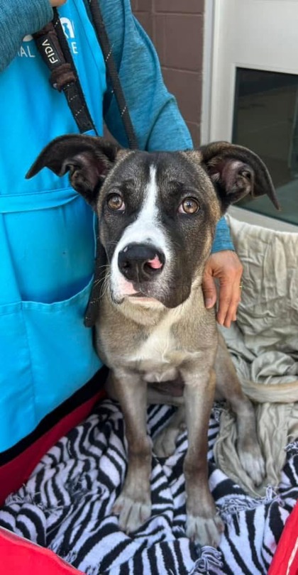 Shelter Stray Female Dog last seen Near Misty Waters Drive Decatur, 30032, 30032, GA, Atlanta, GA 30341