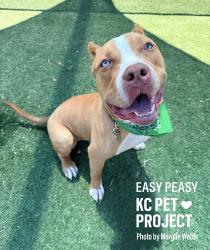 Shelter Stray Male Dog last seen E 139th St & Prospect Ave, KCMO, 64131, 64131, MO, Kansas City, MO 64132