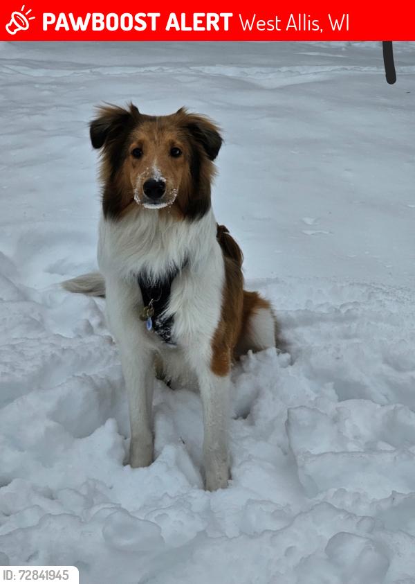 Lost Male Dog last seen W Lapham and 80th st , West Allis, WI 53214