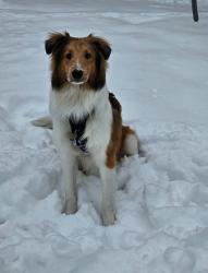 Lost Male Dog last seen W Lapham and 80th st , West Allis, WI 53214