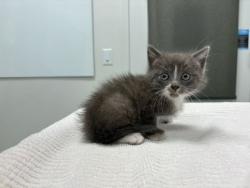 Shelter Stray Male Cat last seen McElroy and Spring Valley Rd, KCMO, 64134, 64134, MO, Kansas City, MO 64132