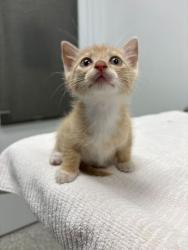 Shelter Stray Male Cat last seen McElroy and Spring Valley Rd, KCMO, 64134, 64134, MO, Kansas City, MO 64132