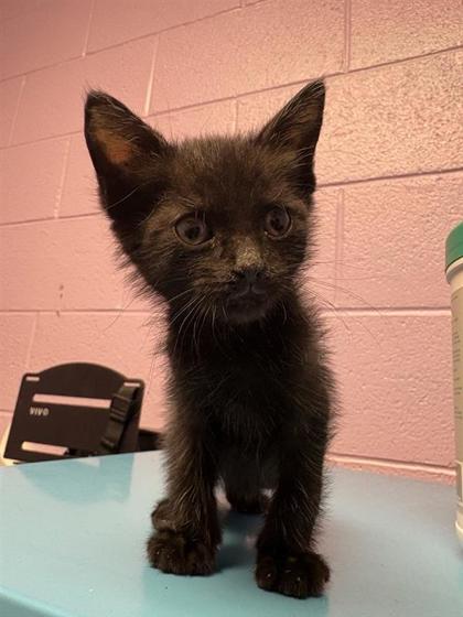 Shelter Stray Male Cat last seen El Paso, TX 79907, Fort Bliss, TX 79906