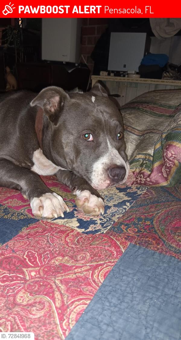 Lost Female Dog last seen Oakfield and Burgess Road , Pensacola, FL 32504