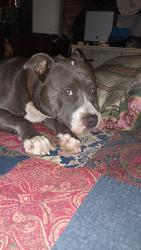 Lost Female Dog last seen Oakfield and Burgess Road , Pensacola, FL 32504