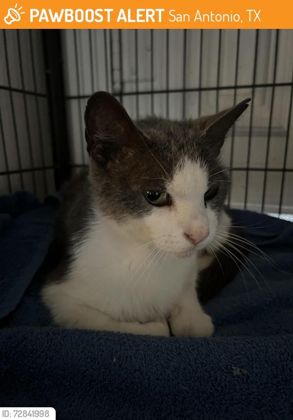 Found/Stray Female Cat last seen Near E Agarita Ave , San Antonio, TX 78212