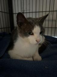 Found/Stray Female Cat last seen Near E Agarita Ave , San Antonio, TX 78212
