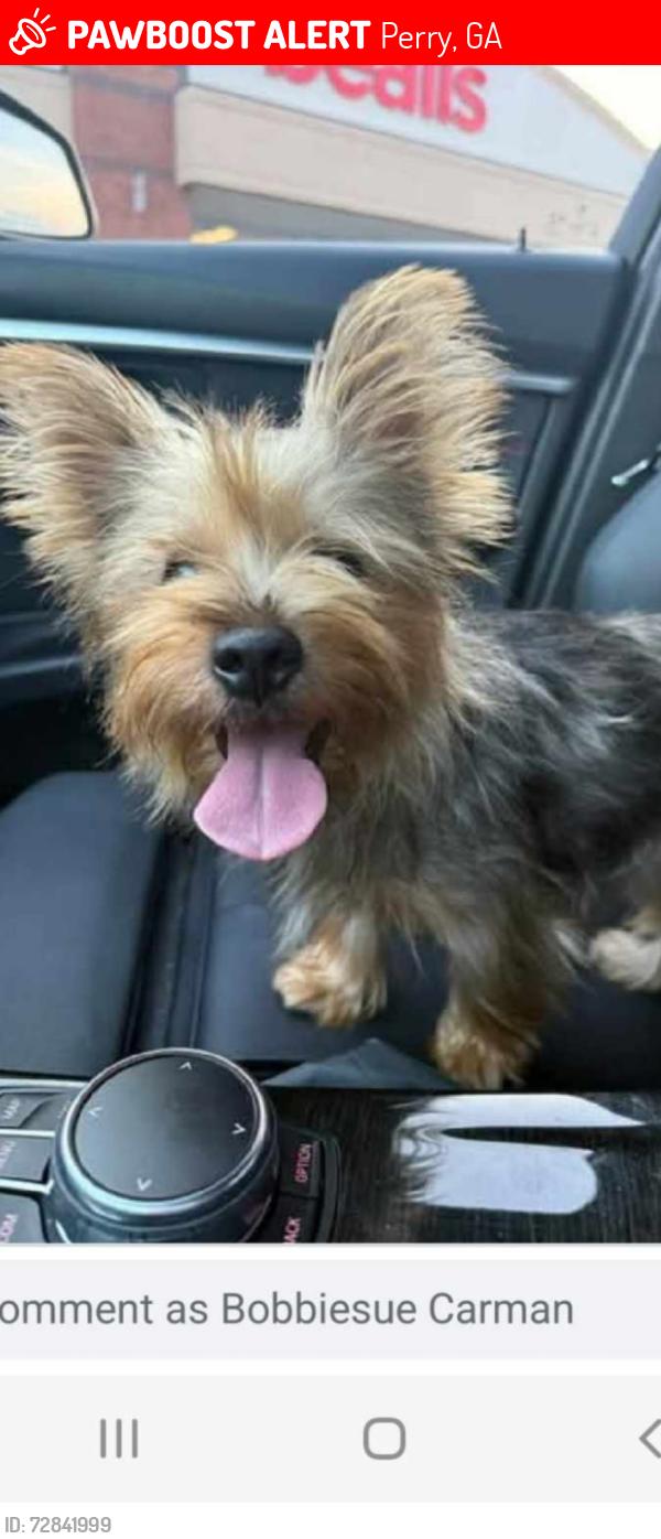 Lost Female Dog last seen Smith Dr. Perry Ga, Perry, GA 31069