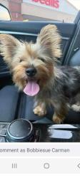 Lost Female Dog last seen Smith Dr. Perry Ga, Perry, GA 31069