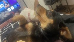 Lost Female Dog last seen Bernice street , Haltom City, TX 76117