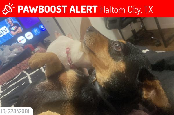 Lost Female Dog last seen Bernice street , Haltom City, TX 76117