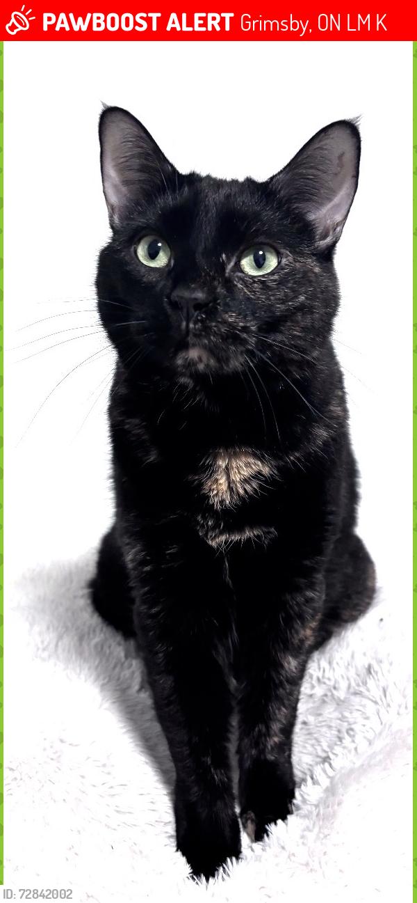 Lost Female Cat last seen Grimsby Pump hse, Grimsby, ON L3M 3K8