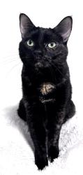 Lost Female Cat last seen Grimsby Pump hse, Grimsby, ON L3M 3K8