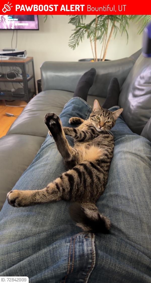 Lost Male Cat last seen Edgehill drive and 2150 south , Bountiful, UT 84010
