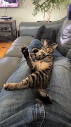 Lost Male Cat last seen Edgehill drive and 2150 south , Bountiful, UT 84010