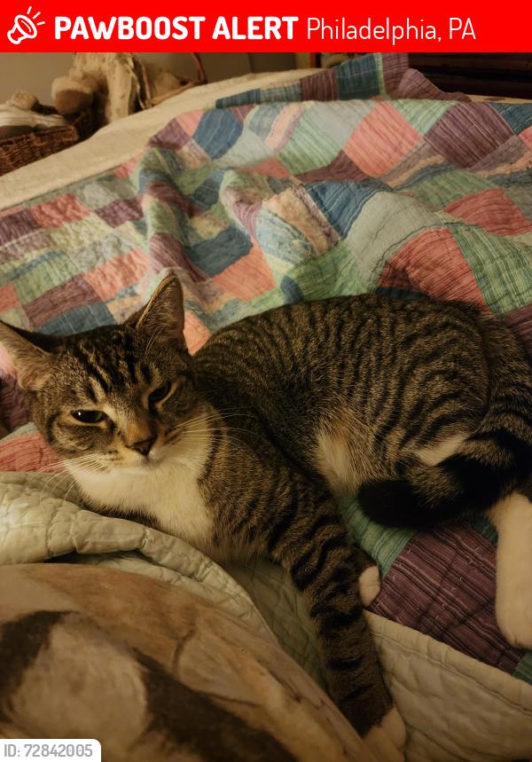 Lost Female Cat last seen Thompson st and Clearfield st , Philadelphia, PA 19134