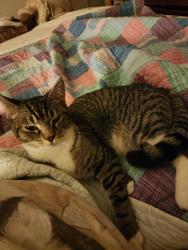 Lost Female Cat last seen Thompson st and Clearfield st , Philadelphia, PA 19134