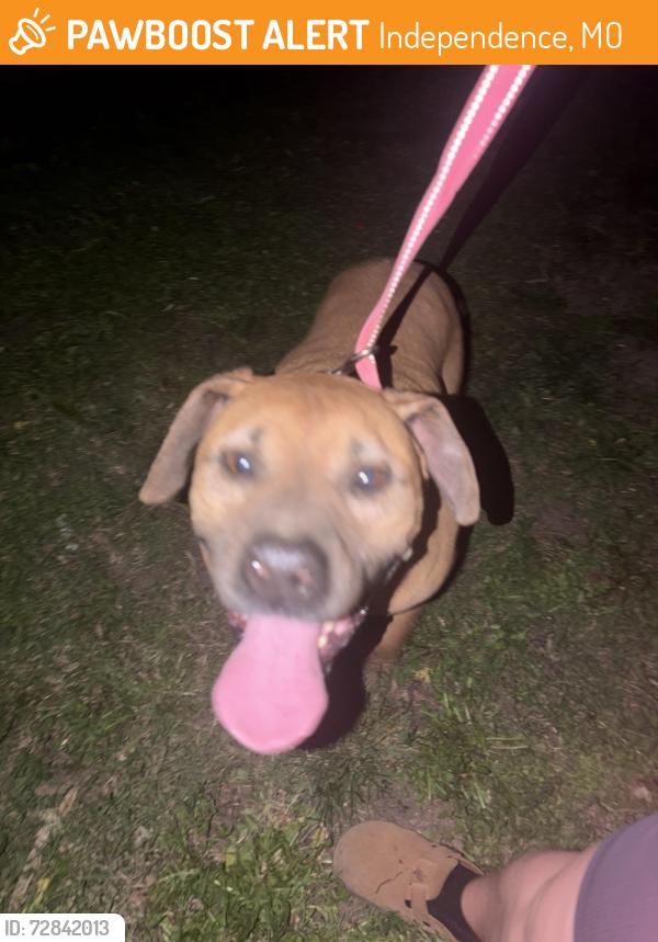 Found/Stray Male Dog last seen Near luff elementary , Independence, MO 64055