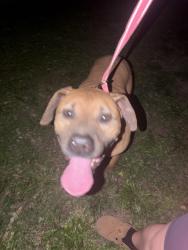 Found/Stray Male Dog last seen Near luff elementary , Independence, MO 64055