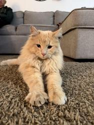Lost Male Cat last seen Riverside library, Evans, CO 80620