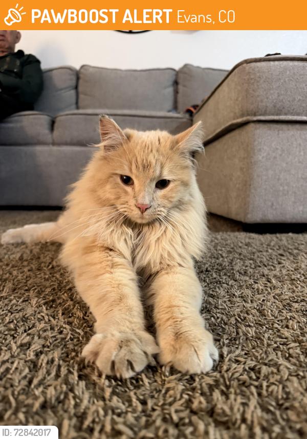 Lost Male Cat last seen Riverside library, Evans, CO 80620