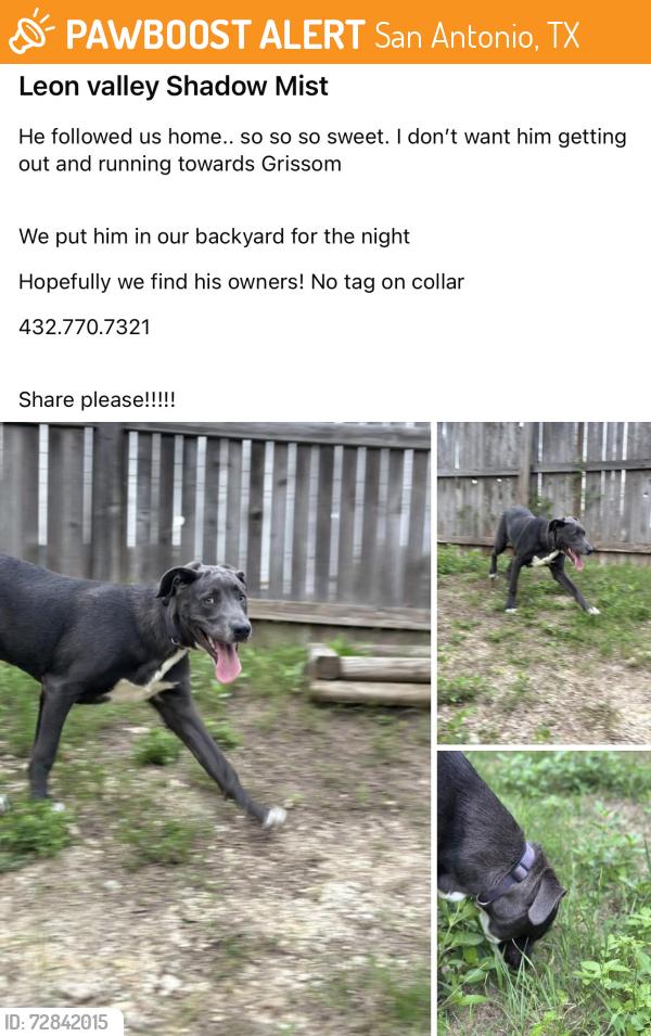 Found/Stray Male Dog last seen Grissom Bandera , San Antonio, TX 78251